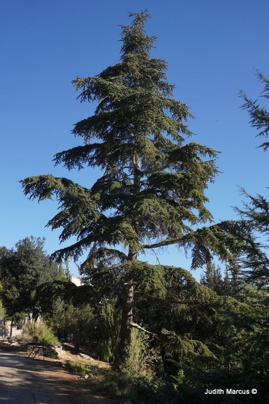 Cedrus libani - Cedar of Lebanon, Lebanon Cedar, ארז הלבנון, ארז הלבנון, ארז הלבנון תת-מין הלבנון