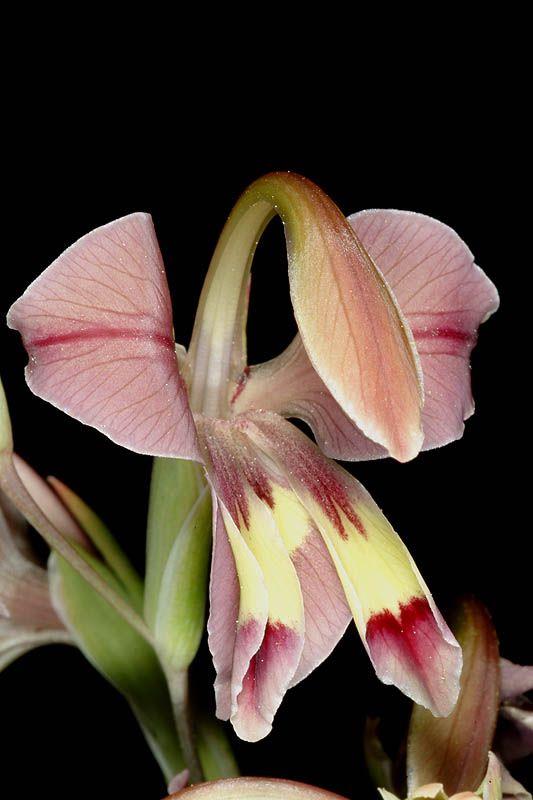 Gladiolus orchidiflorus - סייפן סחלבי, סייפן סחלבי