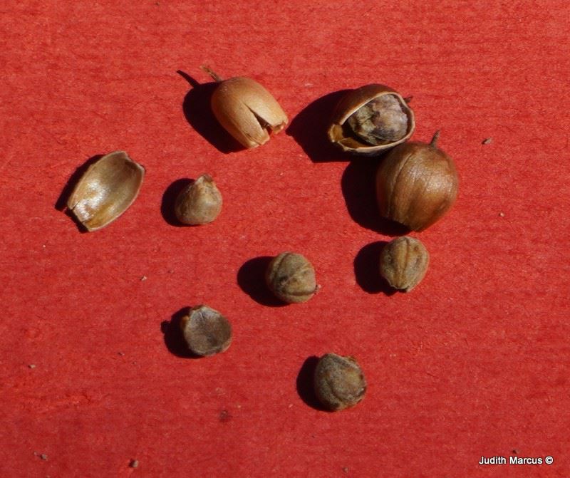 Convolvulus dorycnium