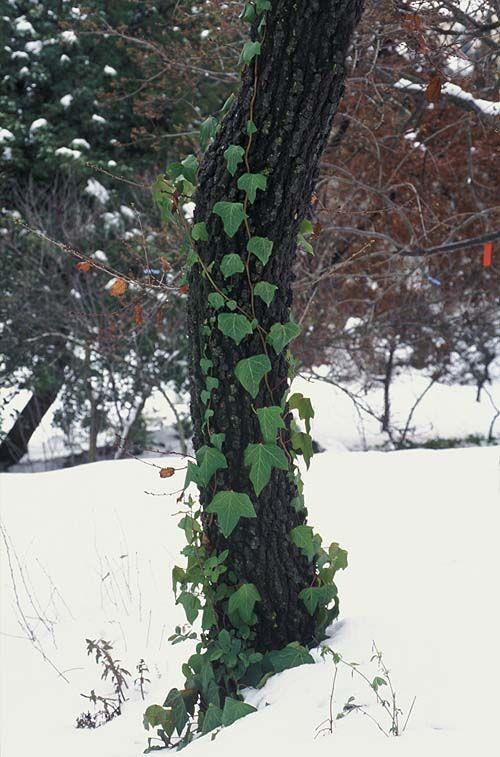 Hedera helix - Common Ivy, English Ivy, קיסוס החורש, קיסוס החורש