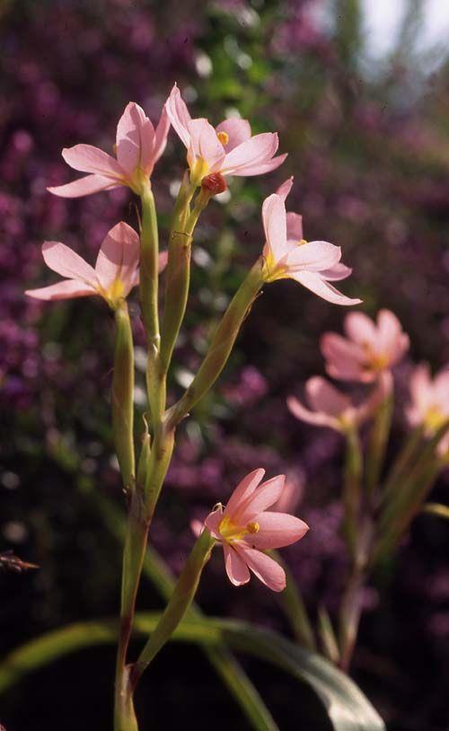 Moraea collina - הומריית הגבעות, הומריית הגבעות