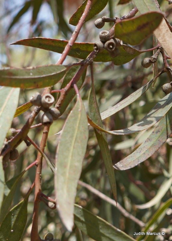 Eucalyptus phenax - Kangaroo Island Mallee, White Mallee , איקליפטוס אי-הקנגורו, איקליפטוס אי-הקנגורו