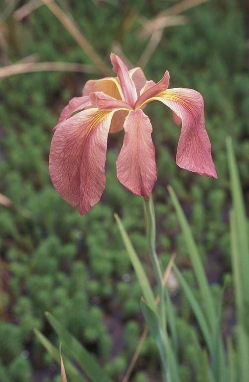Iris fulva - Copper Iris, איריס נחושתי, איריס צריך להיות כתום 'פולבה