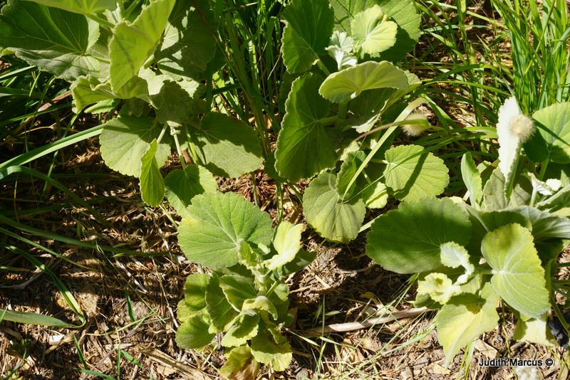 Greyia radlkoferi - Woolly Bottlebrush, Natal Bottlebrush, גריאת רדלקופר, גריאת רדלקופר