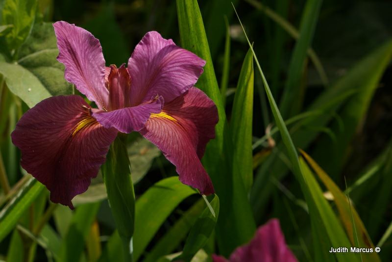 Iris (louisiana Hybrids Group) mixed hybrids - איריס מכלואי לואיזיאנה, איריס מכלואי לואיזיאנה