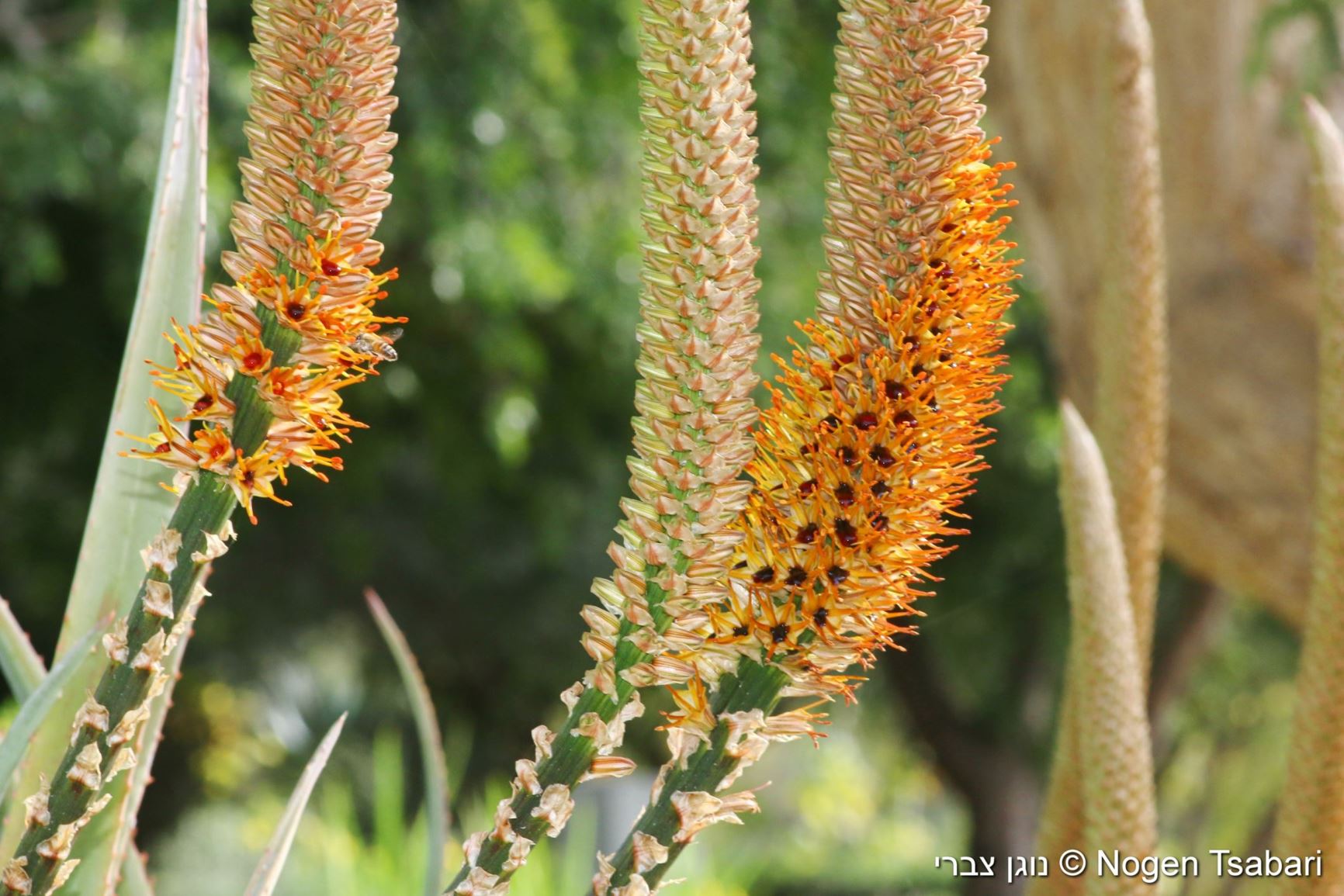 Aloe castanea - Cat's Tail Aloe, אלווי ערמוני, אלווי ערמוני