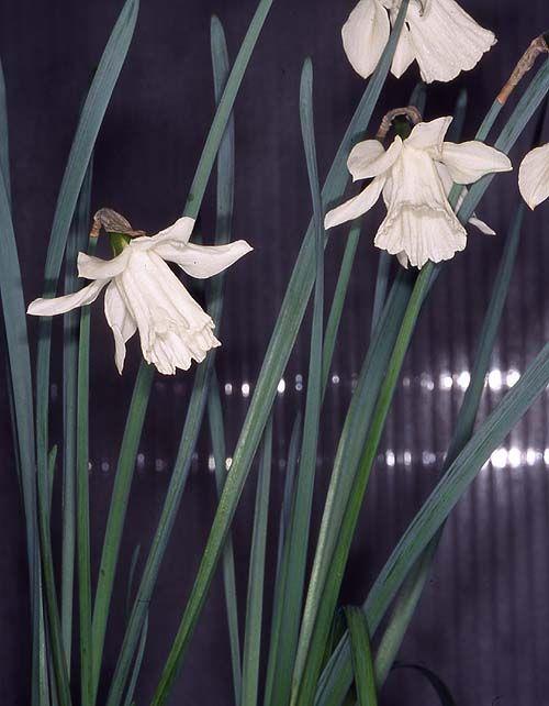 Narcissus pseudonarcissus subsp. moschatus