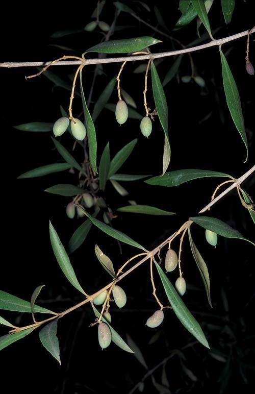 Olea europaea var. sylvestris - זית אירופי זן היערות, זית אירופי זן היערות