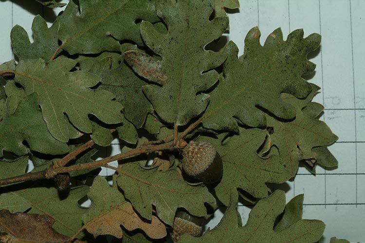 Quercus infectoria - Gall Oak, Lusitanian Oak, Dyer's Oak, Aleppo Oak, Cyprus Oak, אלון דמוי-תולע, אלון דמוי-תולע, אלון העפצים