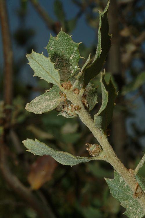Quercus turbinella - Sonoran Scrub Oak, אלון חרוטי, אלון טורבינלה