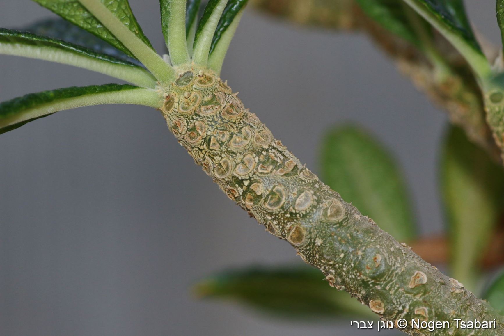 Dorstenia gigas
