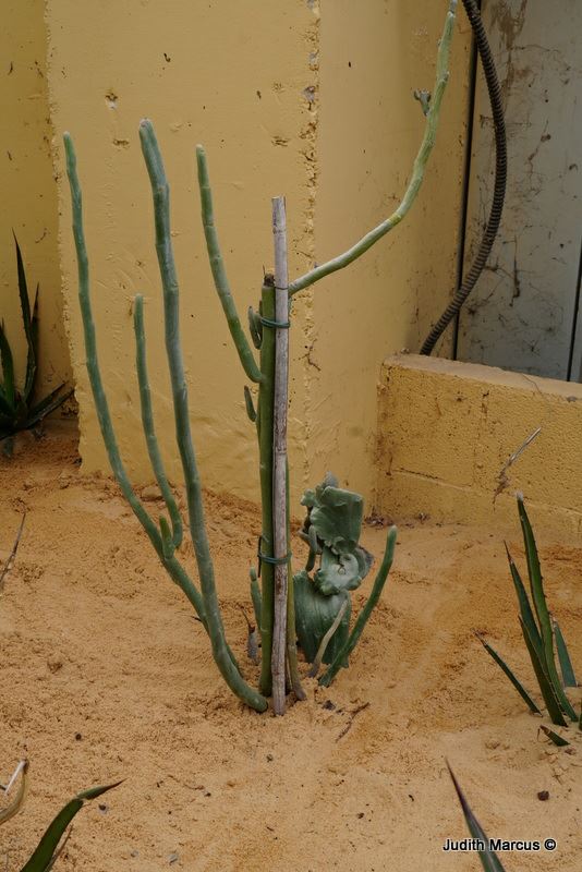 Euphorbia lomelii - חלבלוב גדול-פרי, חלבלוב גדול-פרי