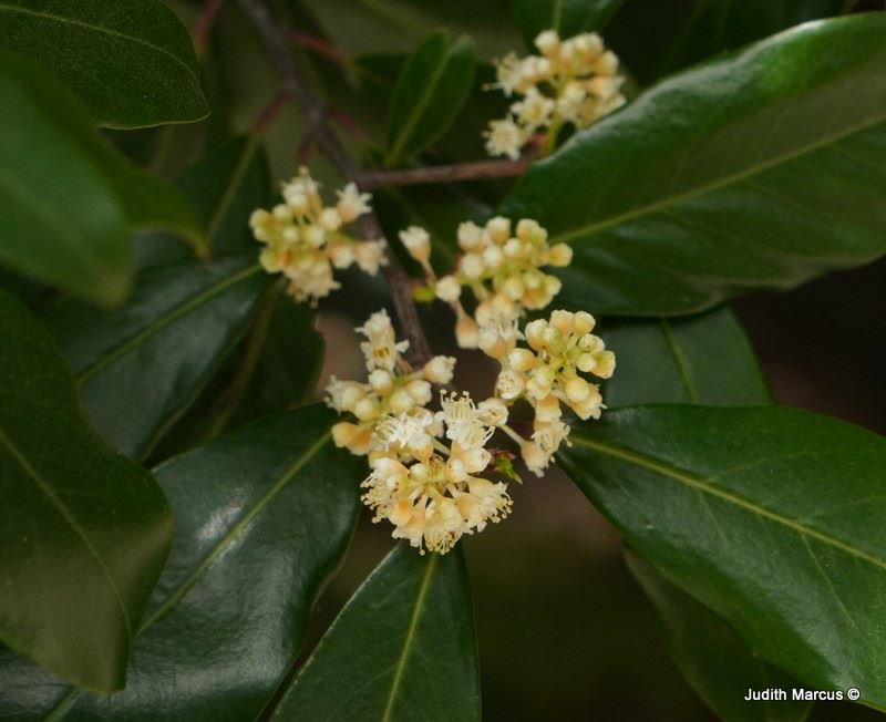 Prunus caroliniana 'Bright'n Tight' - שזיף קרוליני 'ברייט'נ טייט'