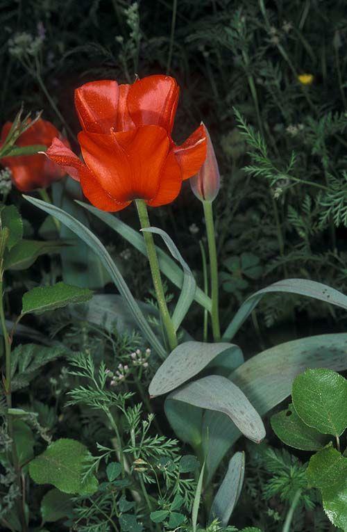 Tulipa greigii - צבעוני גרג, צבעוני גרג