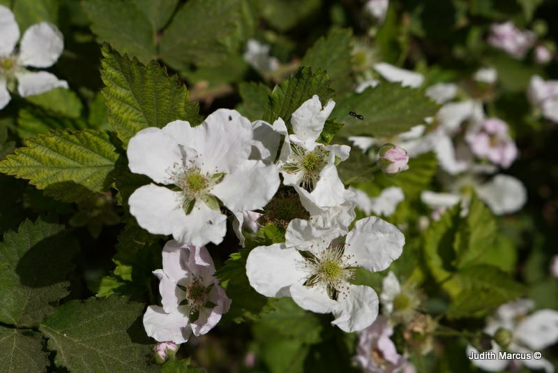 Rubus 'Brison' - פטל 'בריסון', פטל 'בריסון', פטל שחור (אוסנה) 'בריסון'