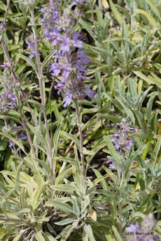 Salvia 'Bee's Bliss'
