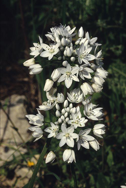 Allium neapolitanum - Naples Garlic, Naples Onion, White Garlic, Daffodil Onion, שום משולש, שום משולש
