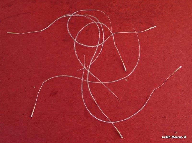 Stipa arabica
