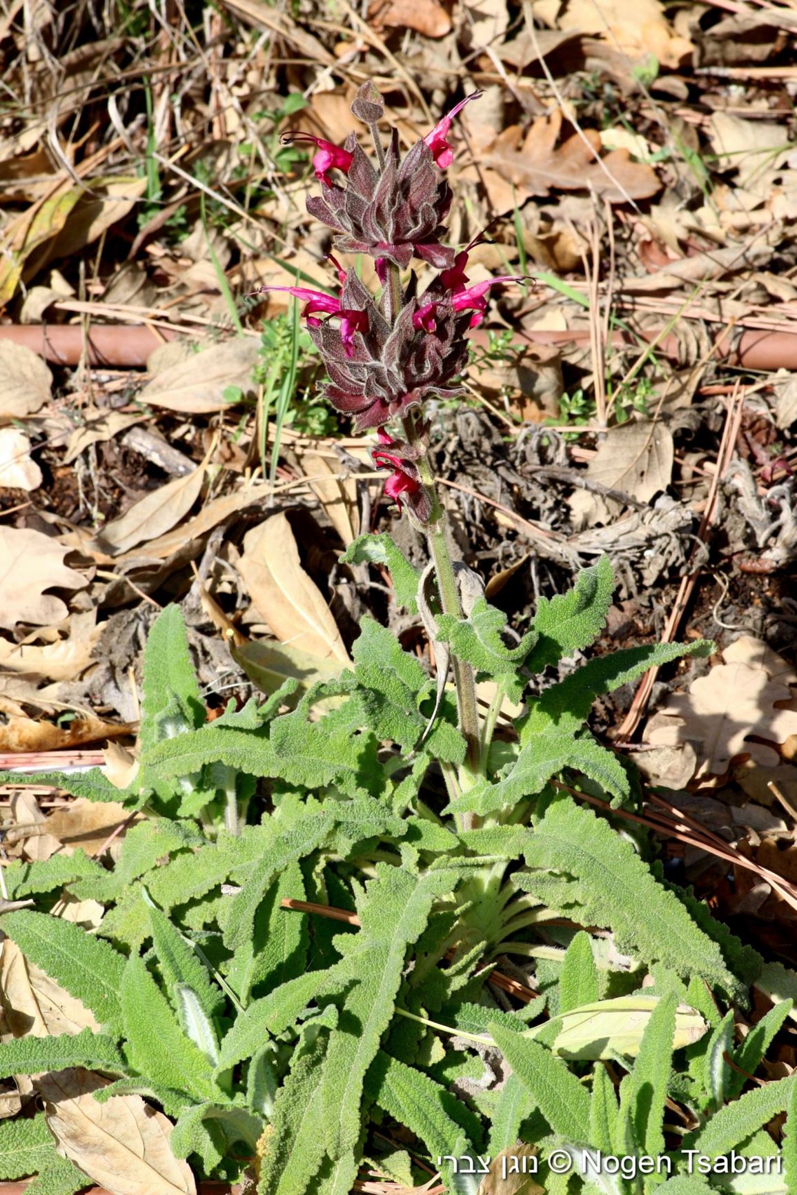 Salvia spathacea - Pitcher Sage, Hunmmingbird Sage, מרווה מחופה, מרווה מריתית