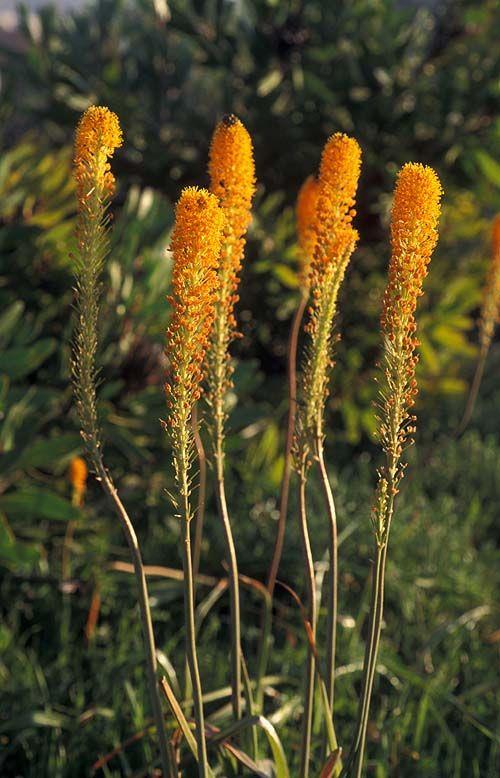 Bulbinella latifolia (Orange) - Cat's Tail, בולבינלה רחבת-עלה, בולבינלה רחבת-עלה