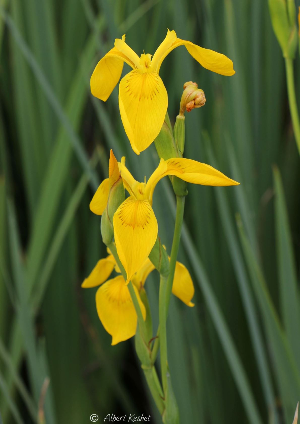Iris pseudacorus - Yellow Flag, Water Flag, Water Iris, איריס ענף, איריס ענף