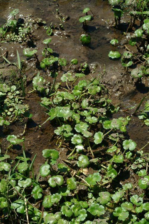 Hydrocotyle ranunculoides - Water Pennywort, ספלילה מצויה, ספלילה  מצויה