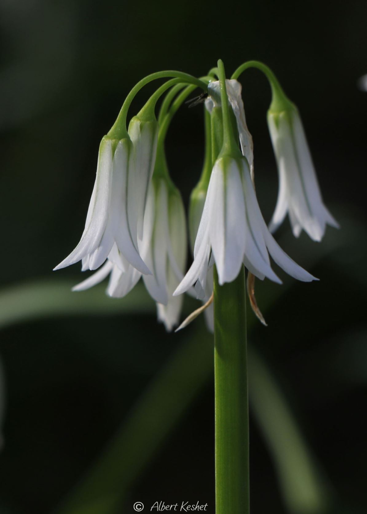 Allium triquetrum - Three-cornered Leek, Three-cornered Garlic, Triquetous Garlic, שום דלתוני, שום דלתוני