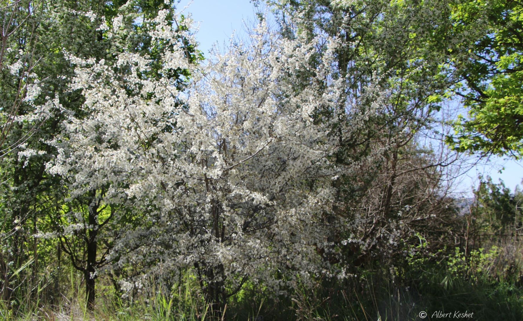 Prunus spinosa - Sloe, Blackthorn, שזיף קוצני, שזיף קוצני