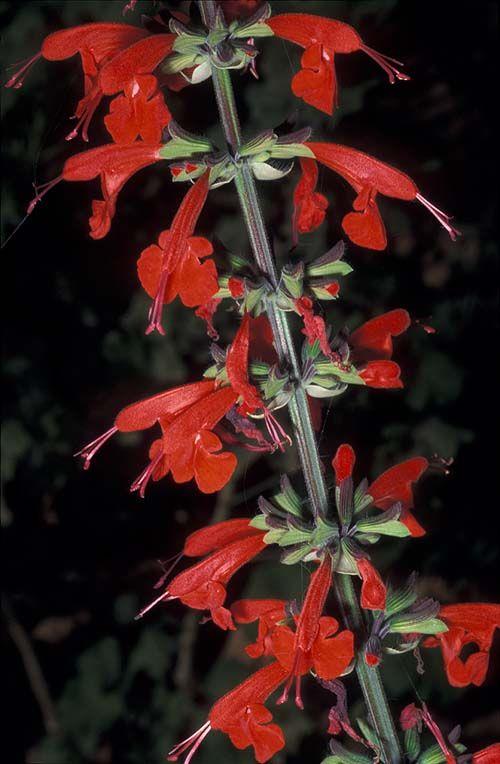 Salvia coccinea 'Brenthurst' - Brenthurst Texas Sage, מרווה אדומה, מרווה אדומה