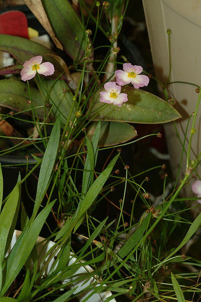 Alisma ranunculoides - Lesser Water Plantain