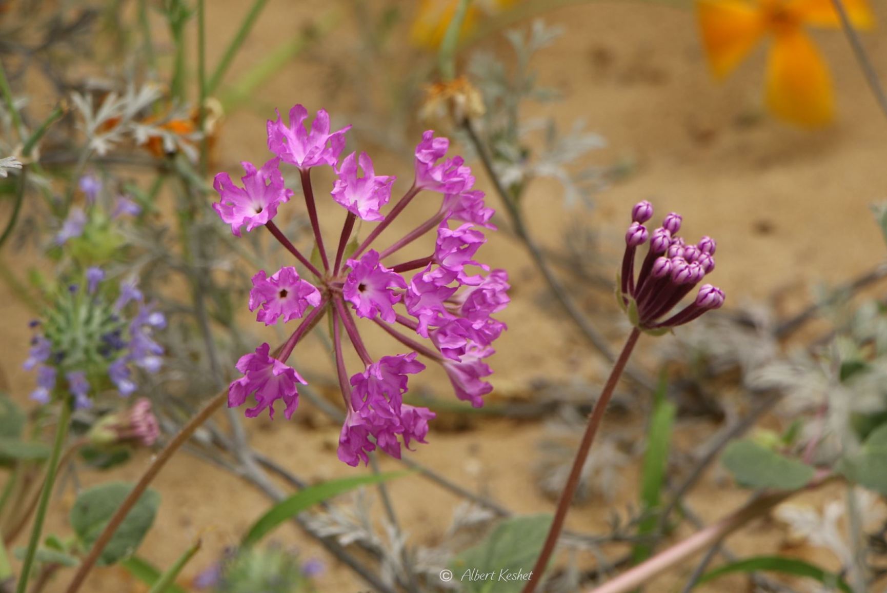 Abronia villosa var. aurita