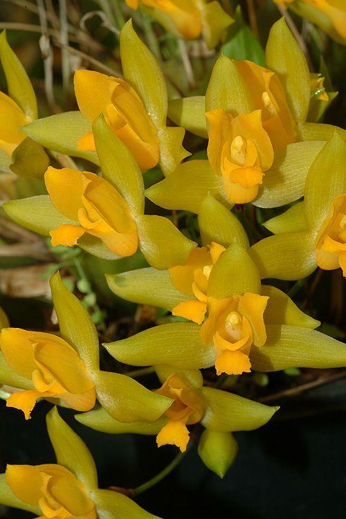 Lycaste aromatica - Sweet Scented Lycaste