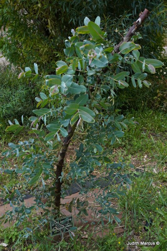 Eucalyptus nitens - Shining Gum, איקליפטוס ניטנס, איקליפטוס מבריק