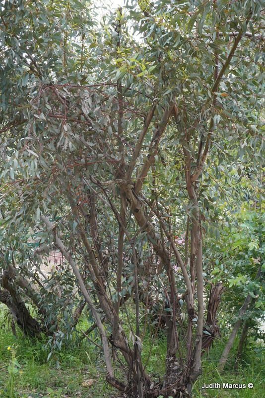 Eucalyptus pauciflora - Snow Gum, White Sallee, איקליפטוס דל-פרחים