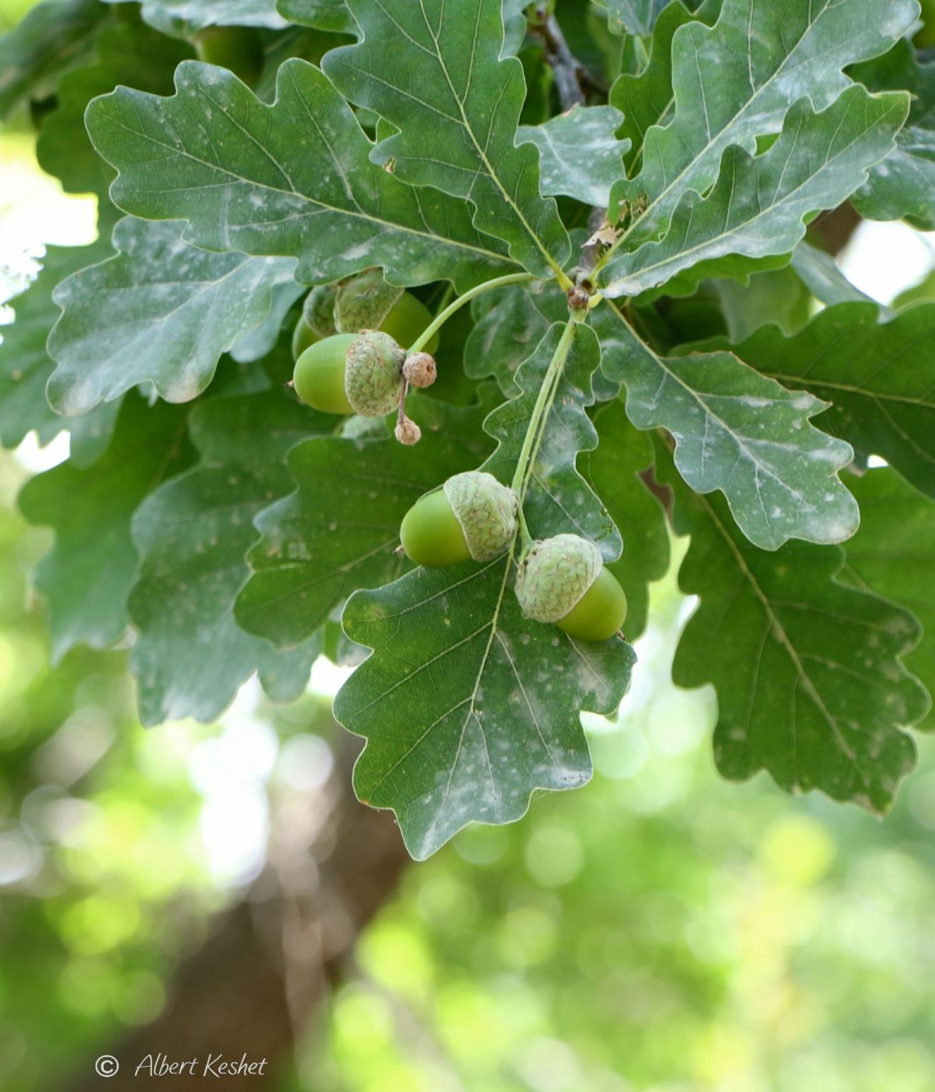 Quercus robur - English Oak, Common Oak, French Oak, Penduculate Oak, אלון אנגלי תת-מין ארוך-עוקצים, אלון אנגלי