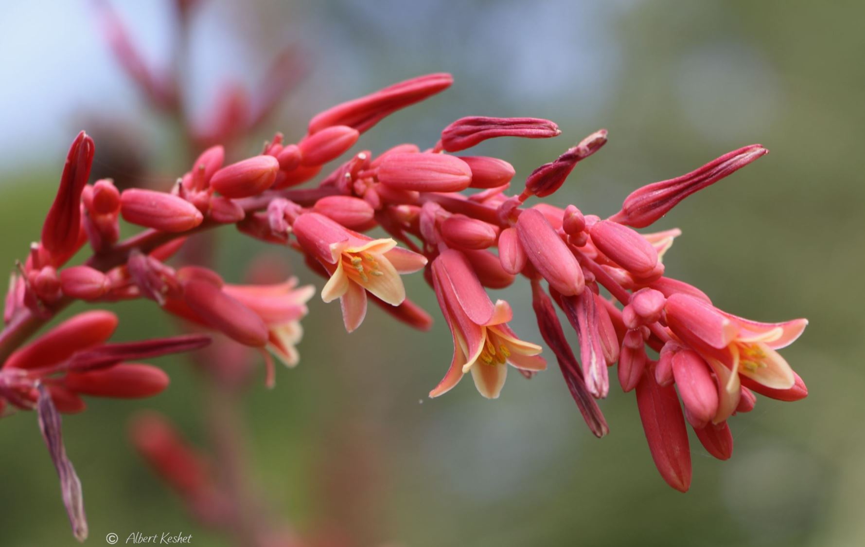 Hesperaloe parviflora - Red Yucca, Hummingbird Yucca, Redflower False Yucca, בן-אלווי קטן-פרחים, בן-אלווי קטן-פרחים