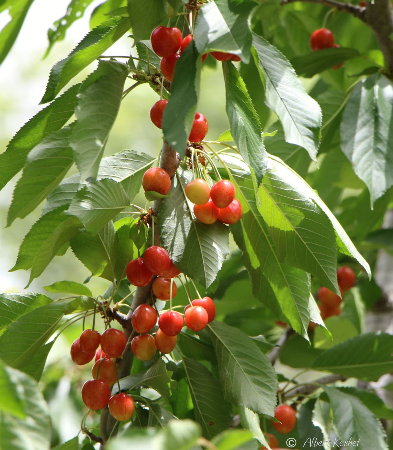 Prunus avium 'Lapins' - Mazzard Cherry 'Lapins', Wild Cherry 'Lapins', דובדבן מתוק 'לפינס'