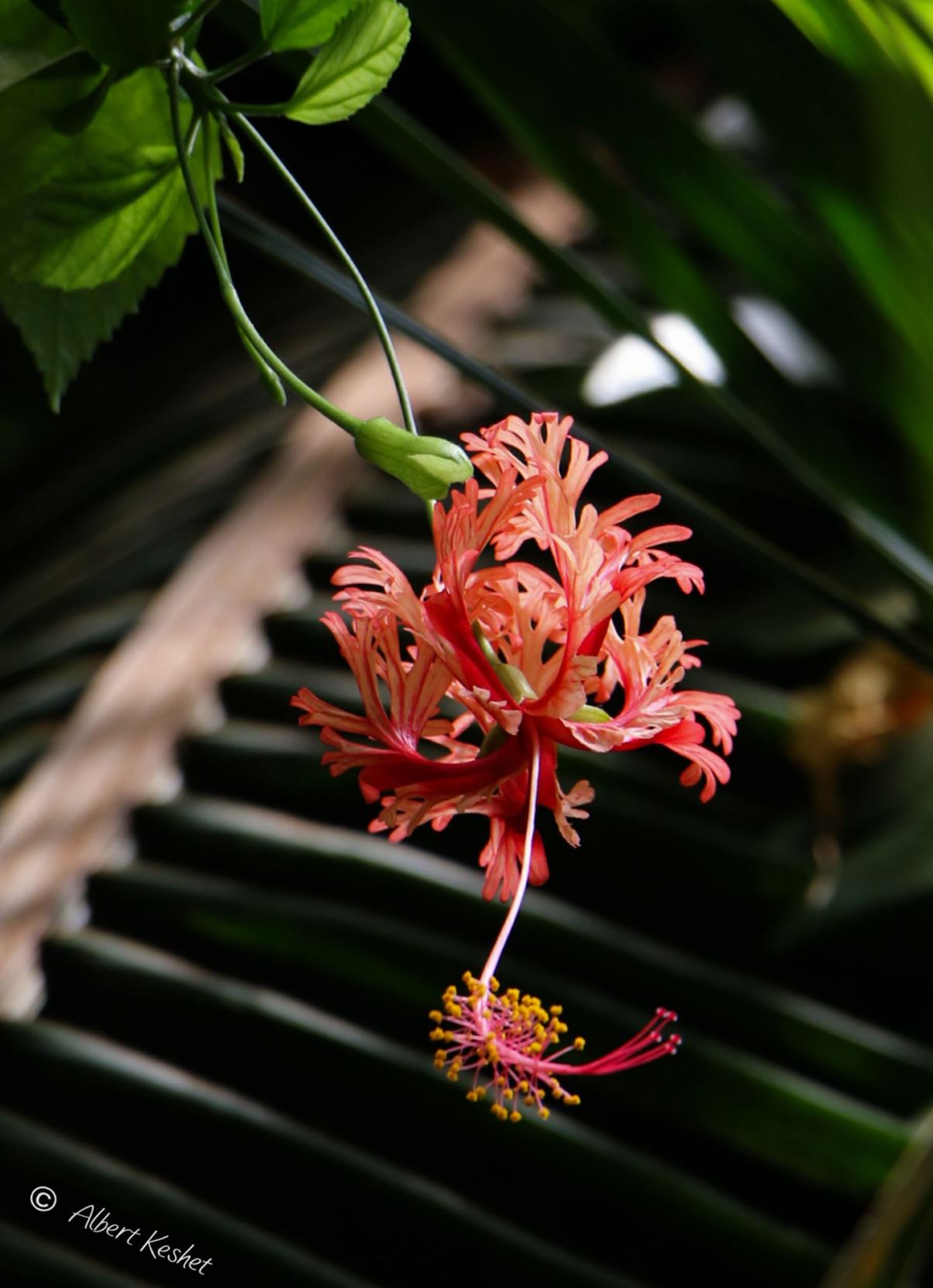 Hibiscus schizopetalus - Japanese Hibiscus, Japanese Lantern, היביסקוס שסוע, היביסקוס שסוע, היבסקוס שסוע