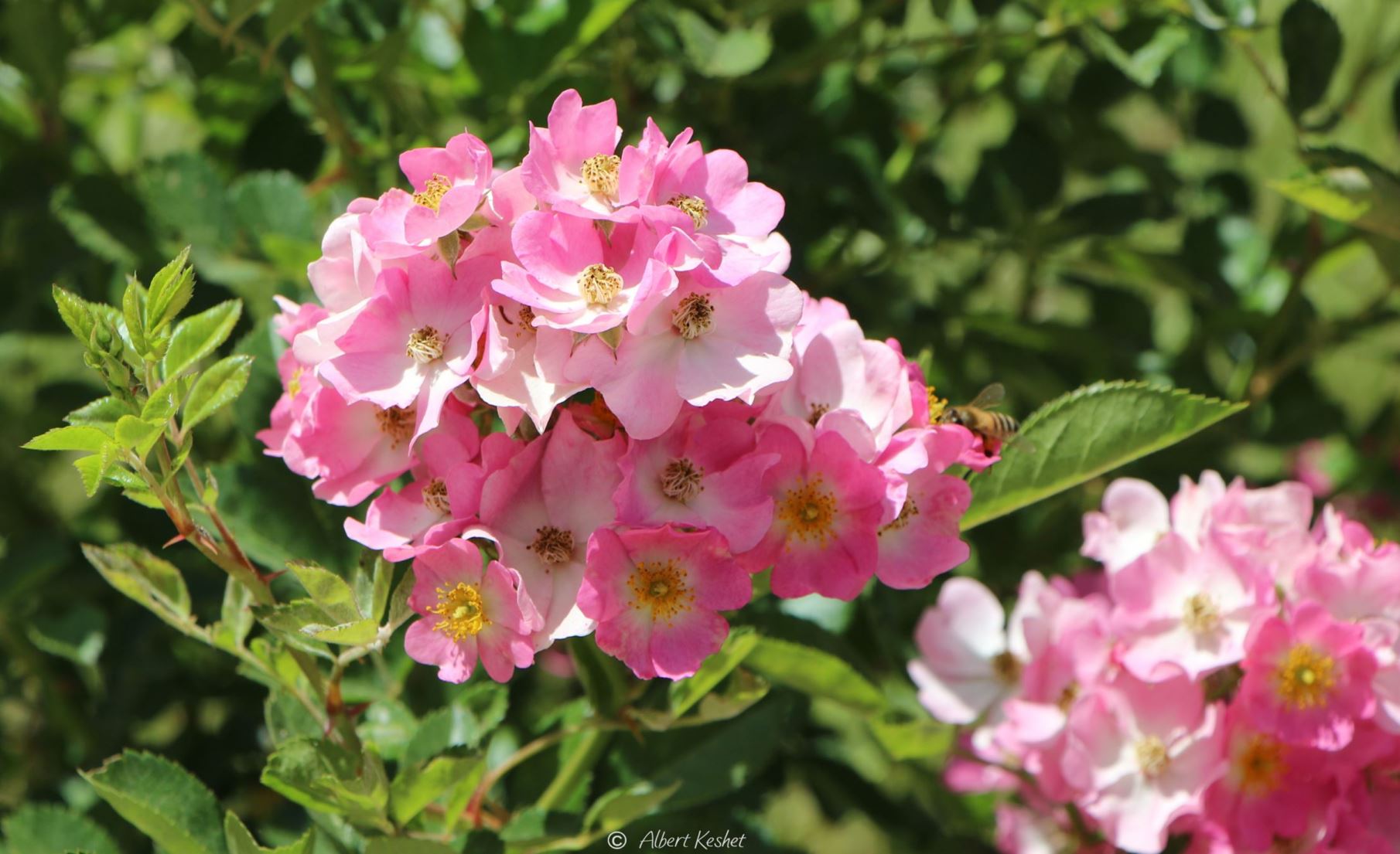 Rosa multiflora 'Nana' - ורד רב-פרחים 'ננסי', ורד  רב-פרחים 'ננסי'