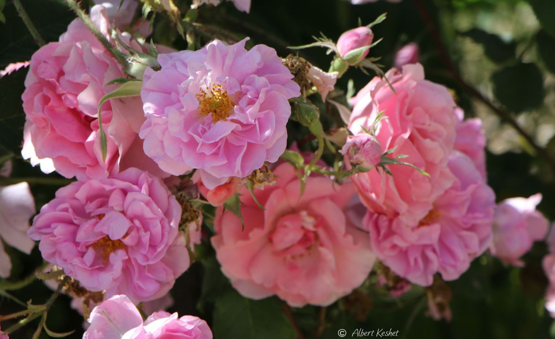 Rosa × floribunda 'Tom-Tom' - Floribunda Rose 'Tom Tom', ורד פלוריבונדה 'טום-טום', ורד, פלוריבונדה 'טום-טום'