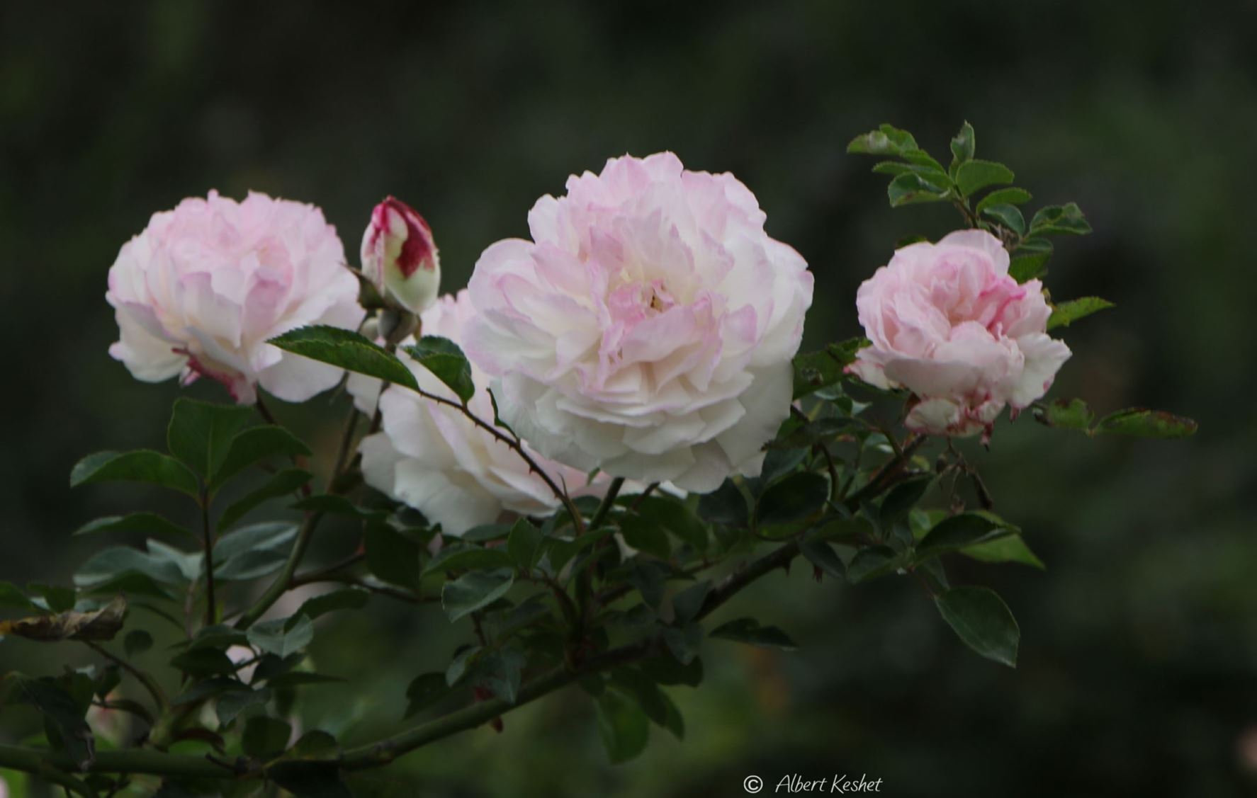 Rosa × shrub 'Fun Jwan Lo'