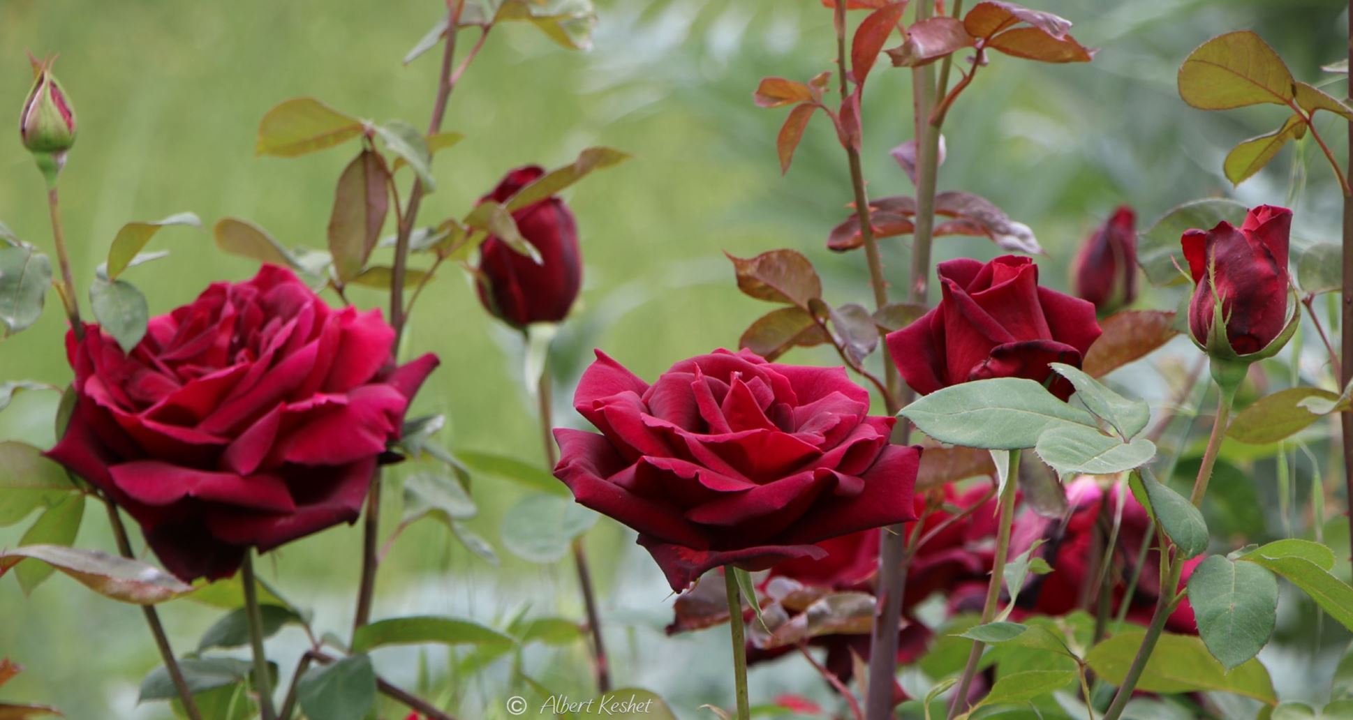 Rosa hybrid-tea 'Oklahoma' - Hybrid Tea Rose 'Oklahoma', ורד מכלוא-תה 'אוקלהומה', ורד מכלוא-תה 'אוקלהומה'