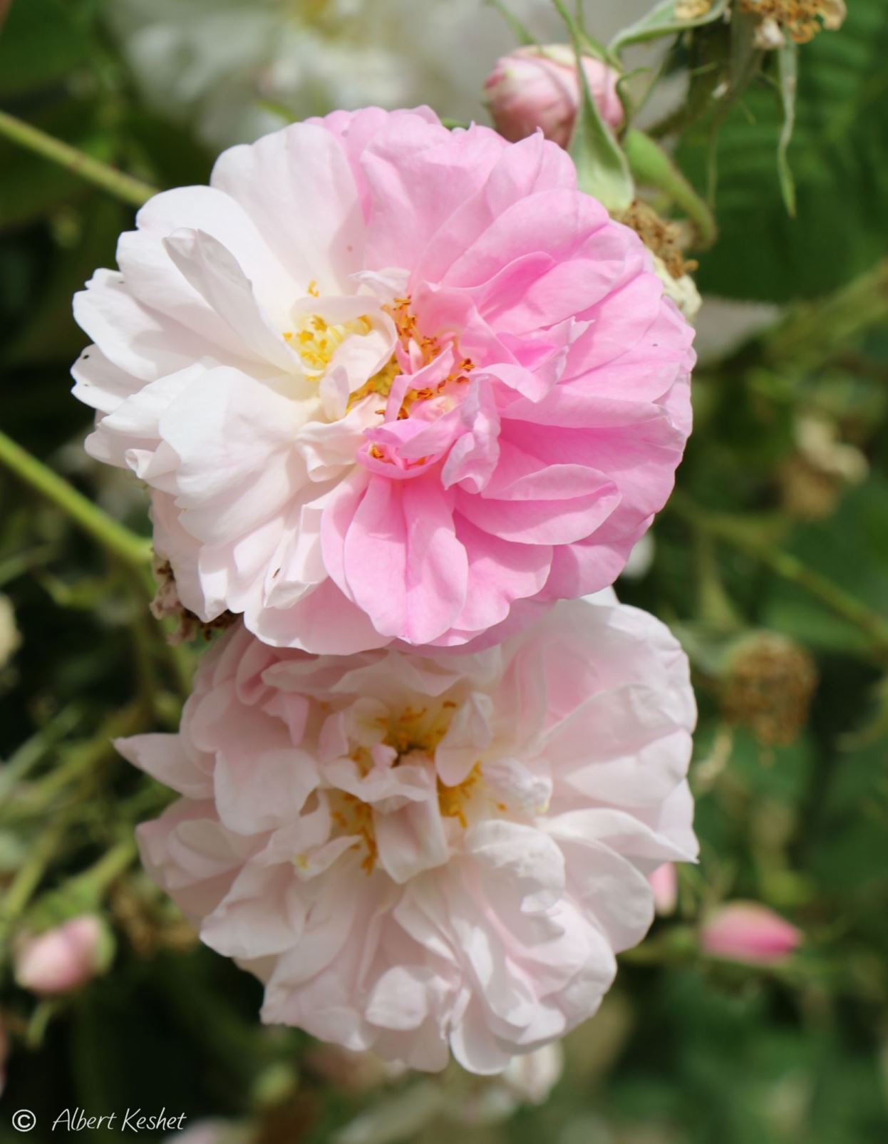 Rosa × damascena 'Kazanlik' - ורד דמשקאי 'קזנליק', ורד X דמשקאי 'קזנליק'