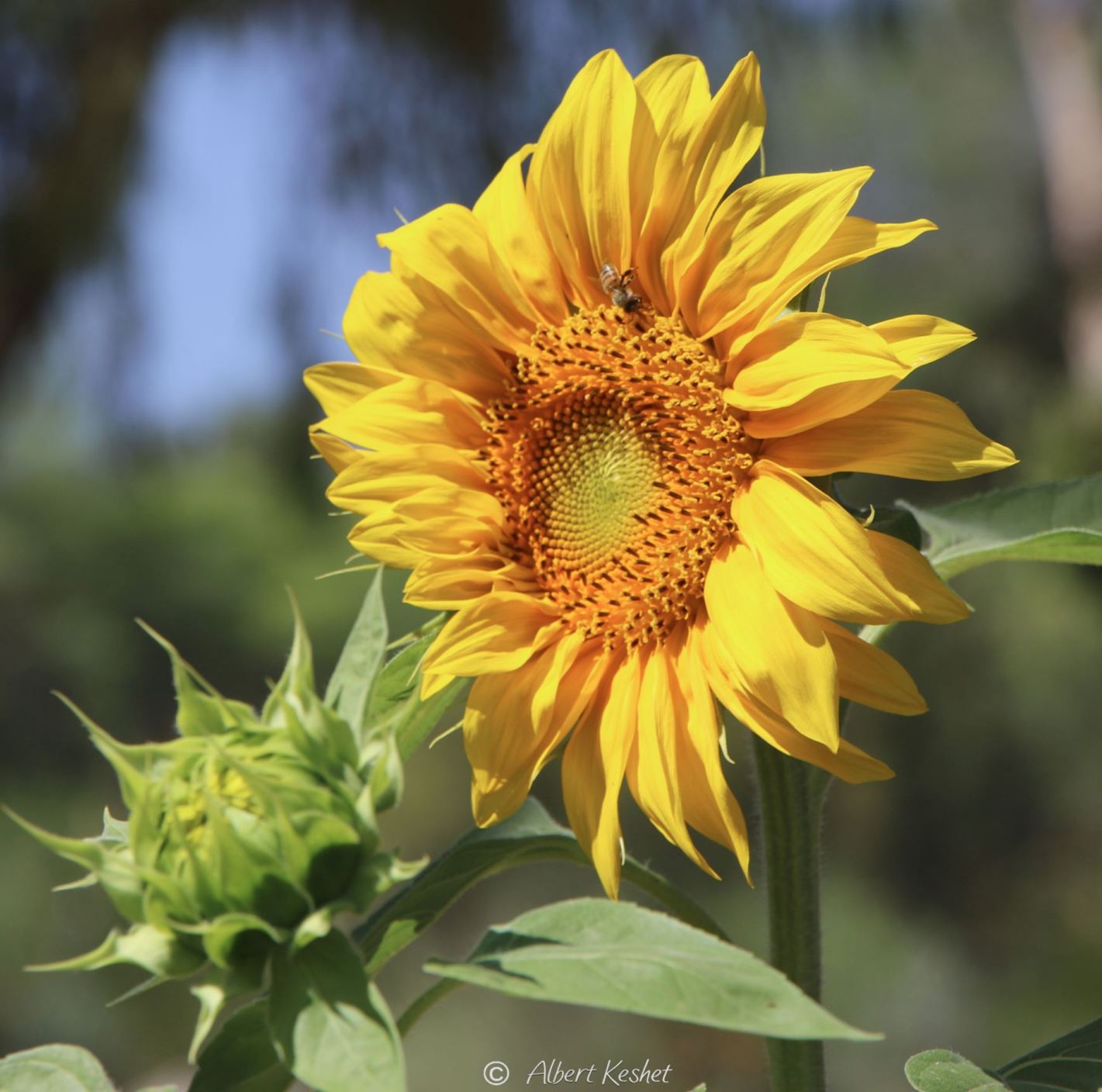 Helianthus annuus