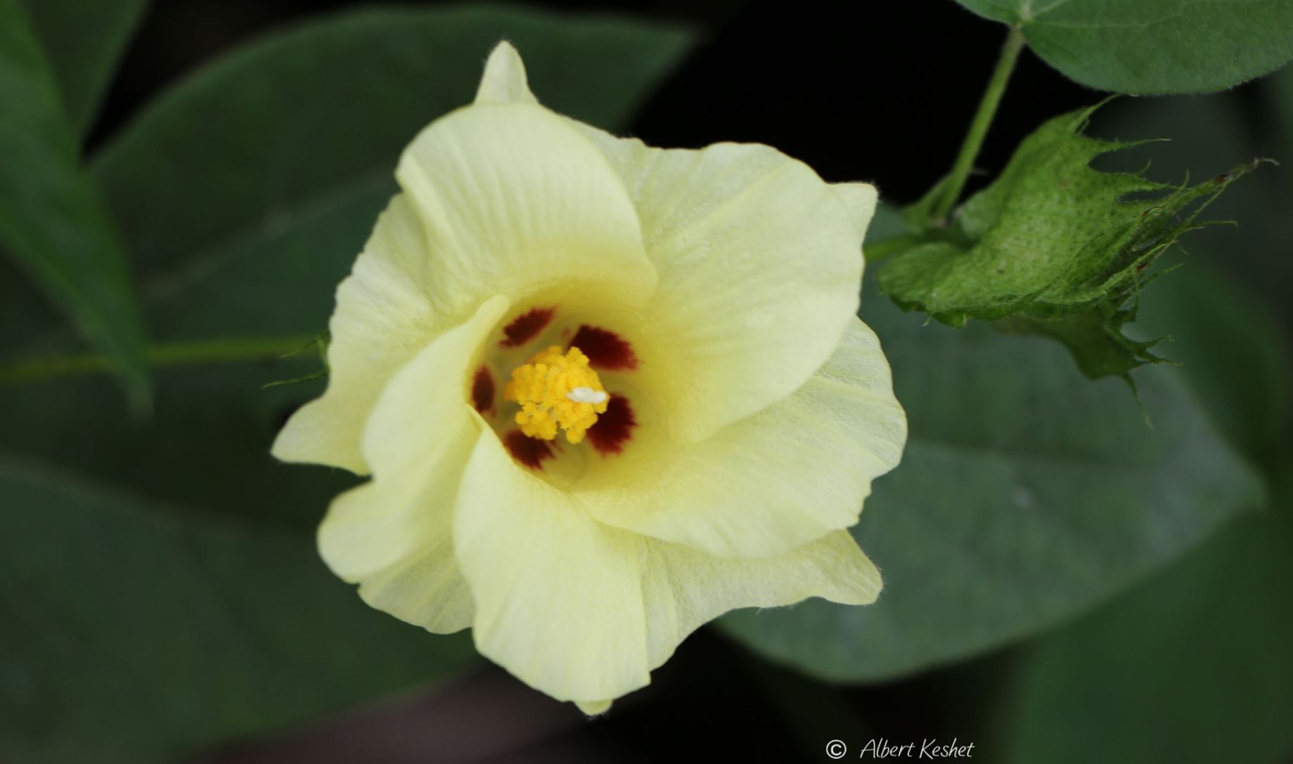 Gossypium barbadense - Long Staple Cotton, Sea Island Cotton, כותנת ברבדוס