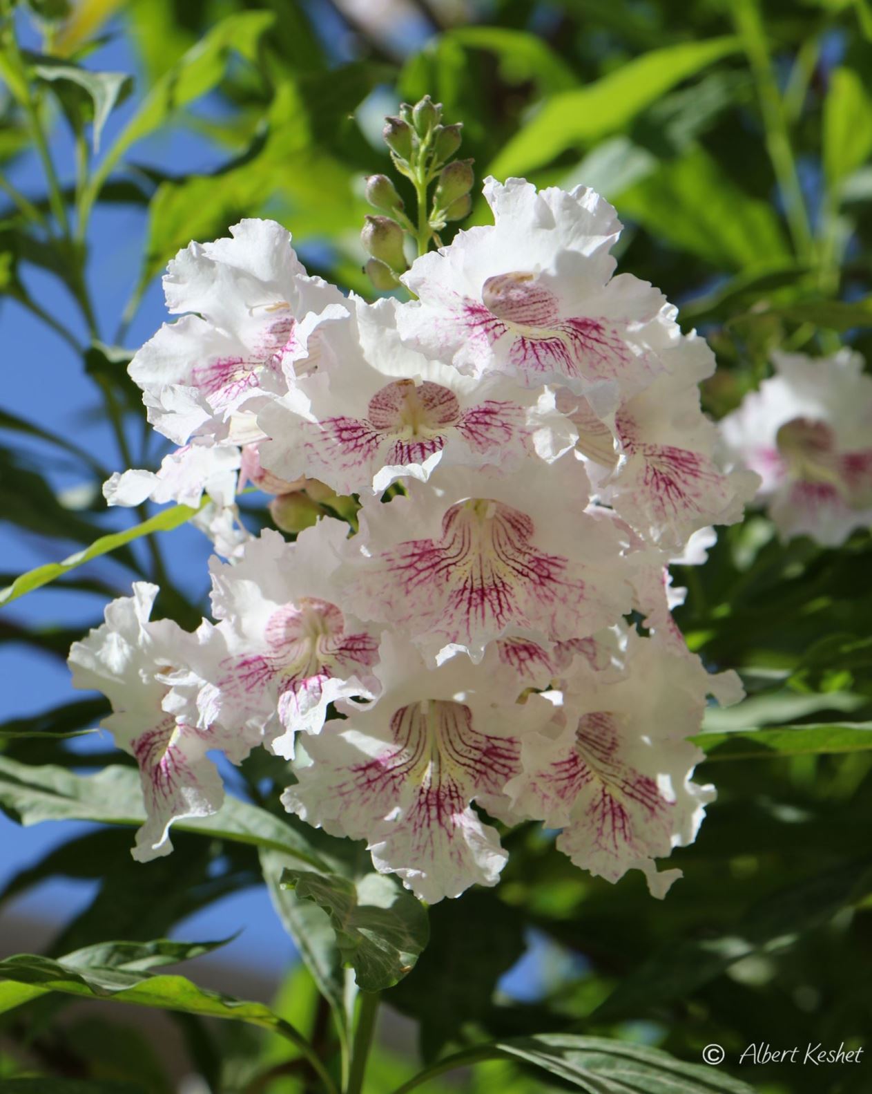 × Chitalpa tashkentensis 'Morning Cloud'