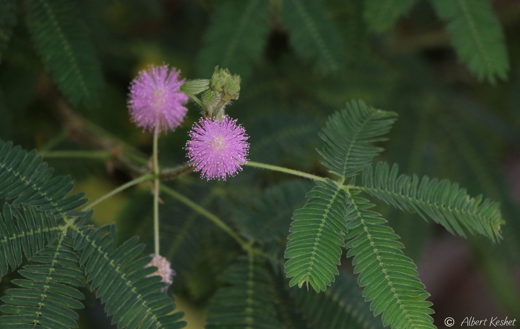 Mimosa pudica - Humble Plant, Sensitive Plant, מימוזה ביישנית, מימוזה ביישנית, מימוזת ביישנית
