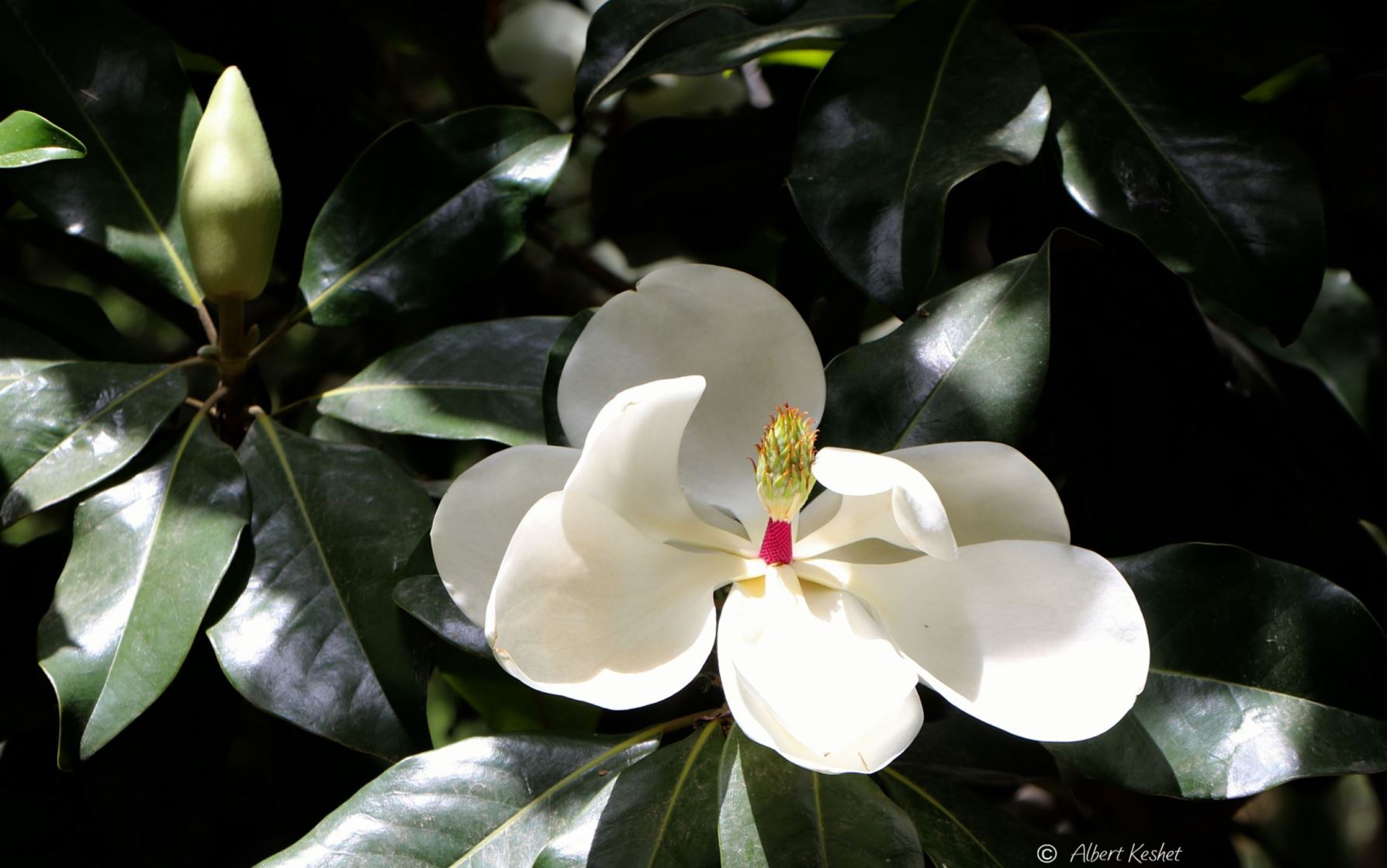 Magnolia grandiflora - Southern Magnolia, Bull Bay, מגנוליה גדולת-פרחים, מגנוליה גדולת-פרחים