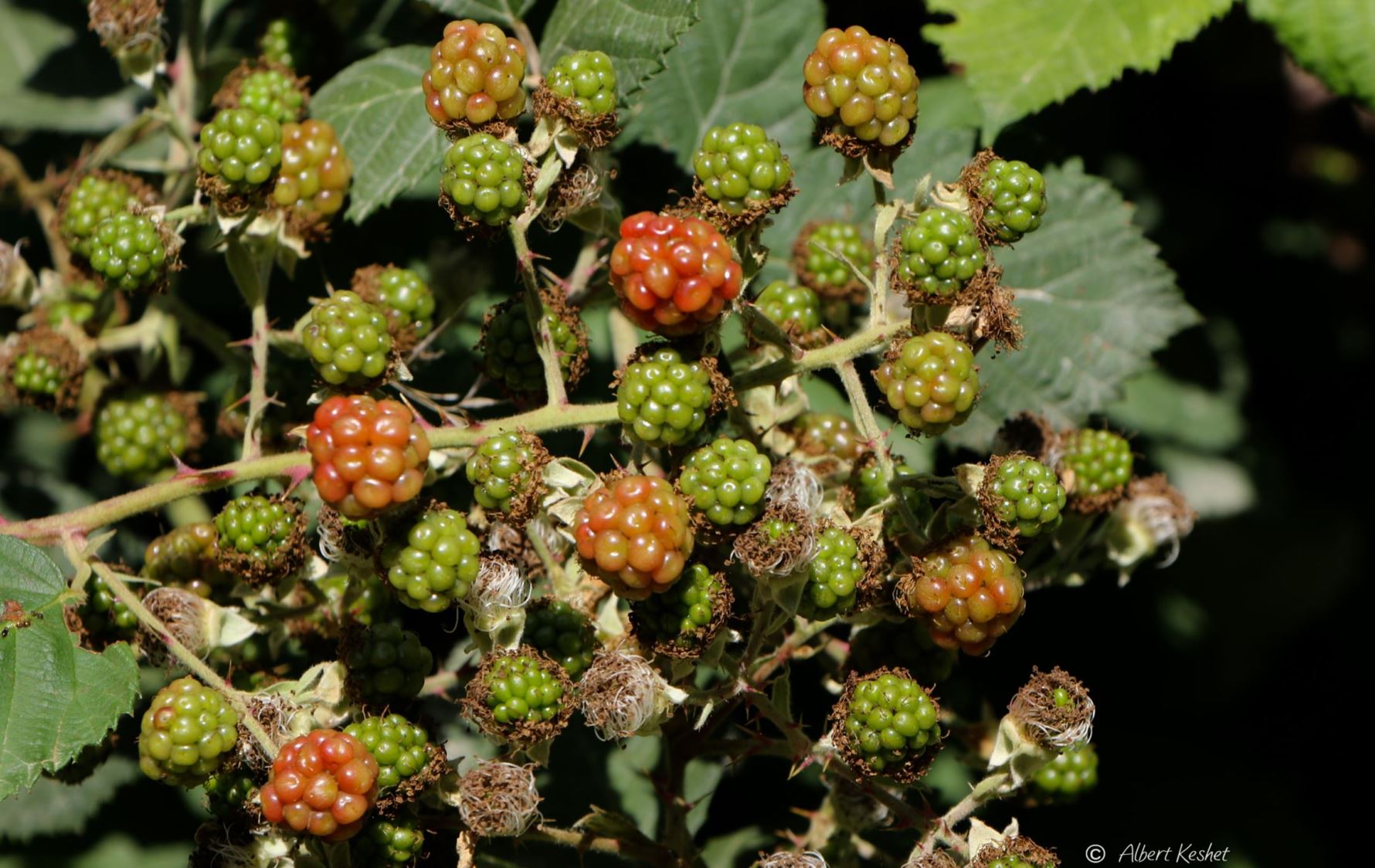 Rubus sanctus Elmleaf Blackberry Holy Bramble פטל קדוש פטל קדוש The Jerusalem Botanical