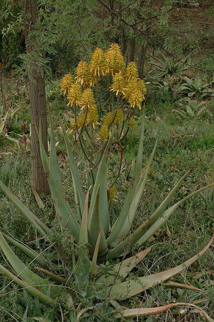 Aloe cryptopoda - אלווי חבוי, אלווי חבוי